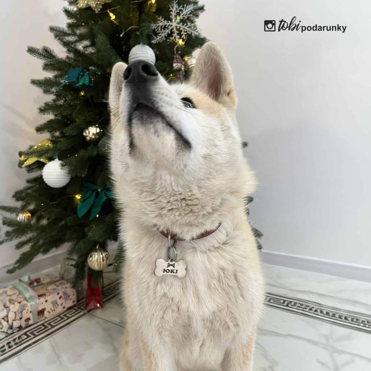 Адресник для Собак "Косточка", Нержавеющая сталь