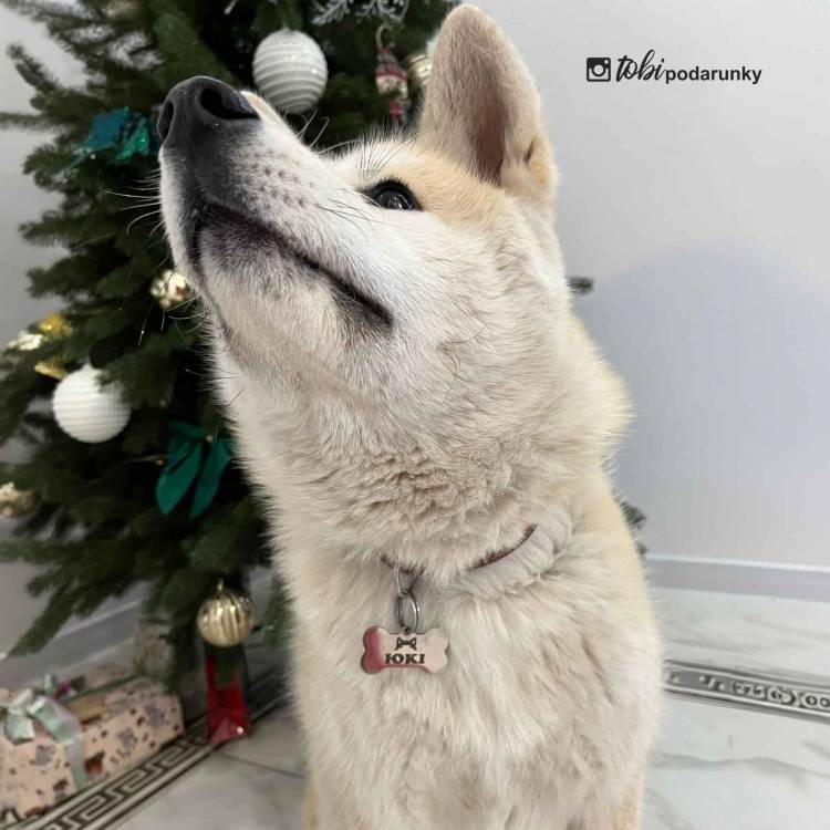 Адресник для Собак "Косточка", Нержавеющая сталь