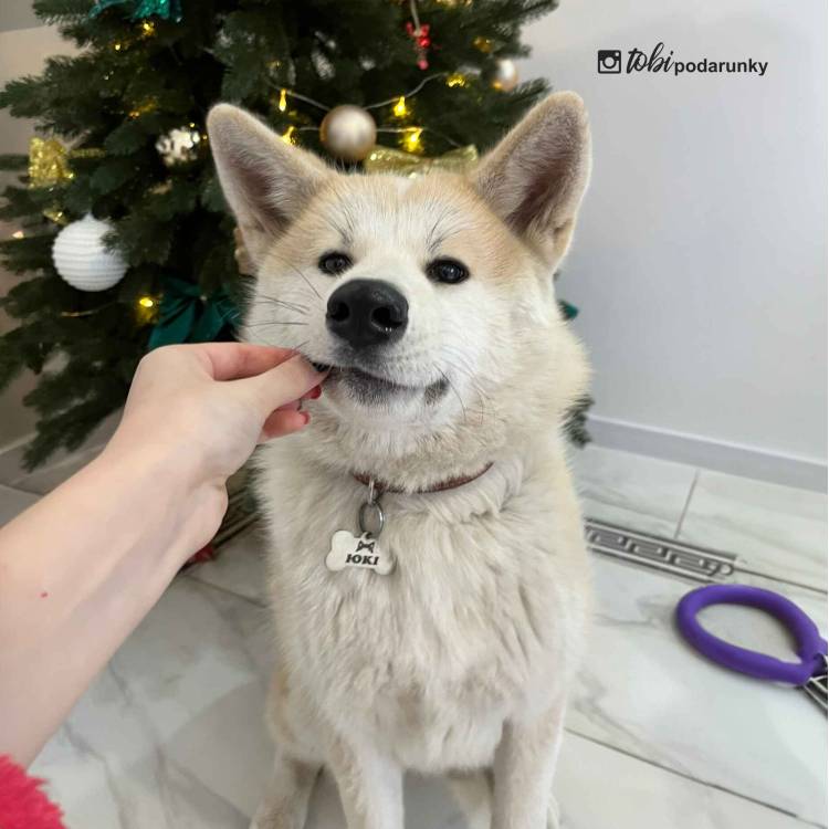 Адресник для Собак "Косточка", Нержавеющая сталь