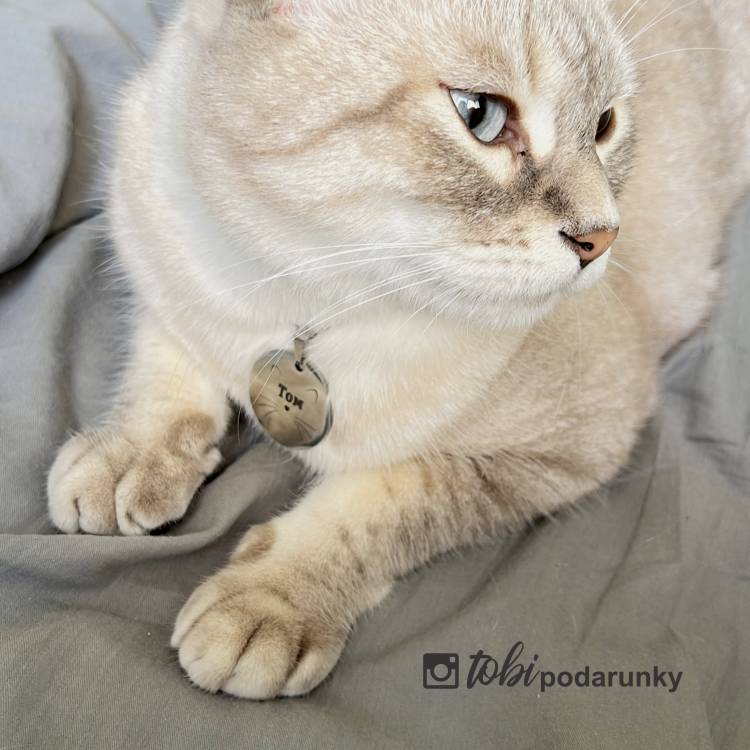 Адресник для Кошек с Персонализированной Гравировкой